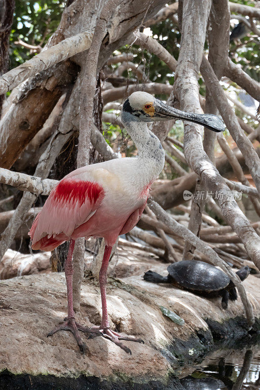 粉红琵鹭(Platalea ajaja)，朱鹮和琵鹭家族的一种群居涉水鸟，发现于南美洲、加勒比海、中美洲和墨西哥